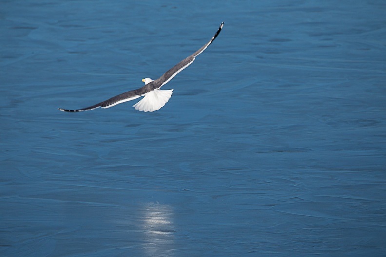 gull-flight-s150-600-g-6d5307.jpg