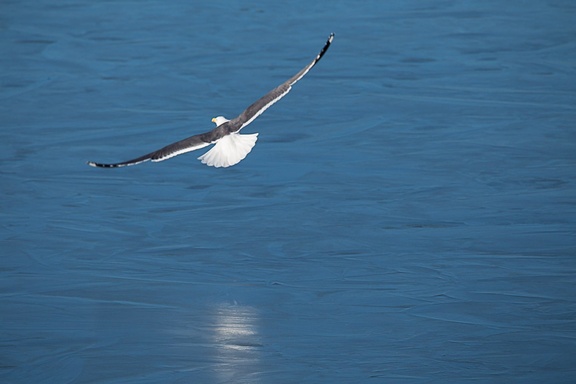 Lesser Black-backed Gull take-off - 6d5307