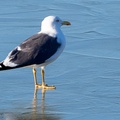 Lesser Black-backed Gull on Ice -  c6d5302