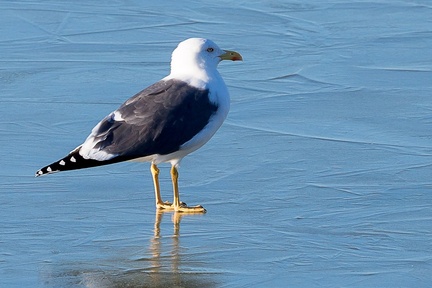 Lesser Black-backed Gull on Ice -  c6d5302