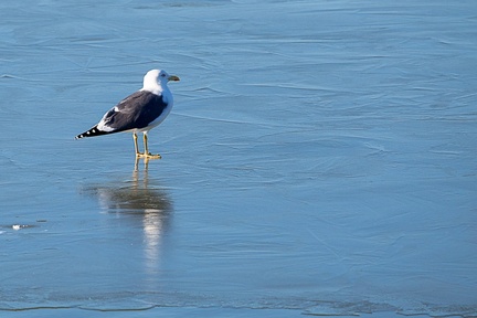  Lesser Black-backed Gull on Ice - 6d5302