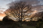 Oak Tree at Sunset - pk118882