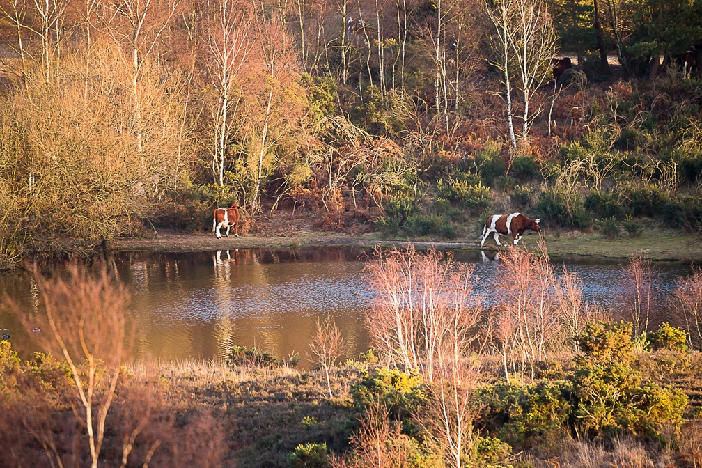 Horse Pond from Hill Fort - 6d5316