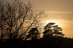 Sunset Tree Silhouette - 6d5397
