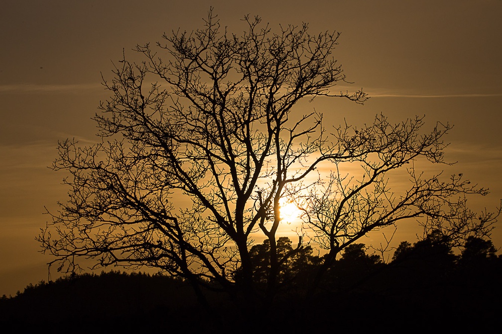 Oak Tree Silhouette - 6d5399