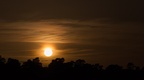 Sunset Tree Silhouette - 6d5406