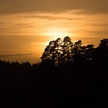 Sunset Tree Silhouette - 6d5409