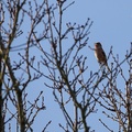 Chaffinch in Song - 6d5443