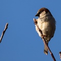 sparrow-s150-600-g-6d5477.jpg