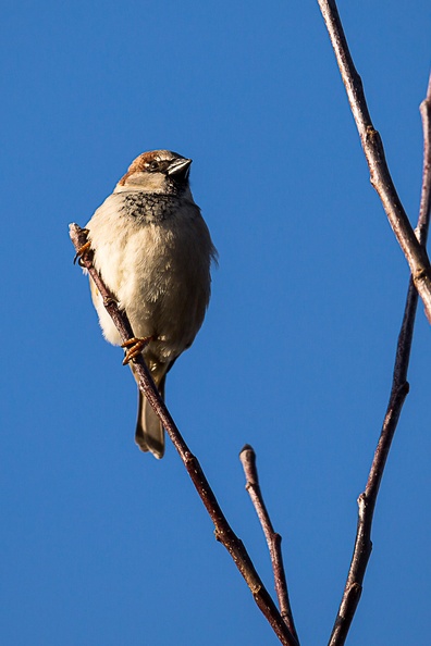 sparrow-s150-600-g-6d5480.jpg