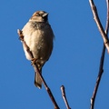 House Sparrow - 6d5480