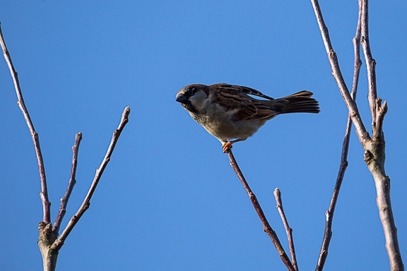 House Sparrow - 6d5481