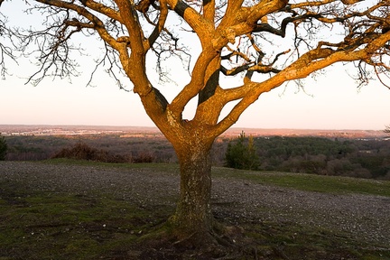 Oak Tree Golden Hour - pk119102