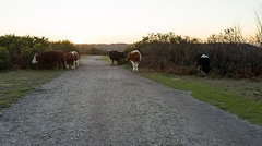 Cows at Sundown - pk119133