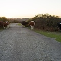 Cows at Sundown - pk119133