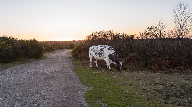 Cow at Sundown - pk119120