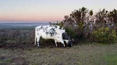 Cow at Sundown - pk119125
