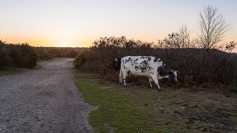 Cow at Sundown - pk119123