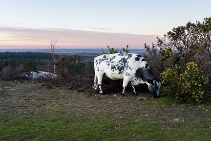 Cow at Sundown - pk119132