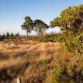 Heathland Landscape - pk119031