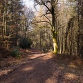 Woodland Path - pk119886
