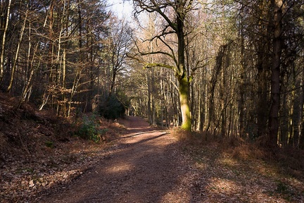 Woodland Path - pk119886