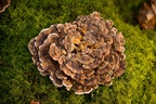 Turkeytail Fungus and Moss - pk119892