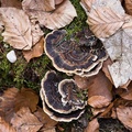 Turkeytail Fungus, Moss and Leaves - pk119897