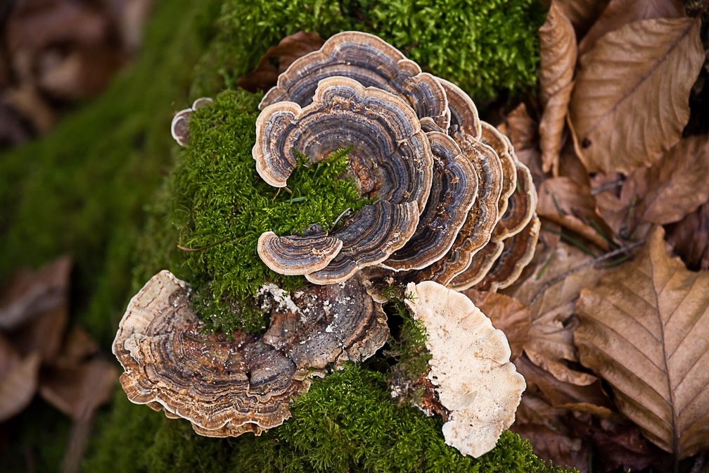 Turkeytail Fungus, Moss and Leaves - pk119905