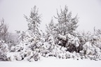 Snow Covered trees and Gorse - pk110031