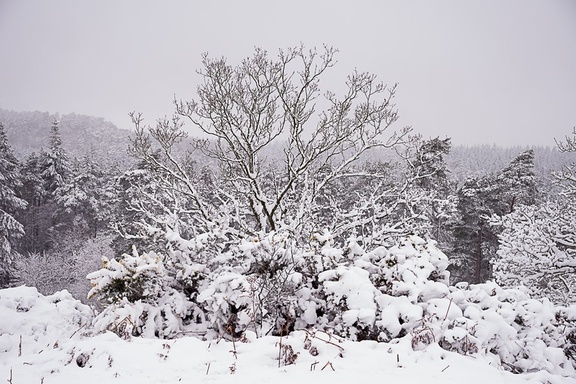 Snow Covered trees and Gorse - pk110034