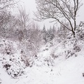 Snow Covered Heathland Landscape -pk110036