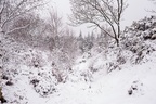 Snow Covered Heathland Landscape -pk110036