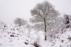 Heathland Snow Scene - pk110037