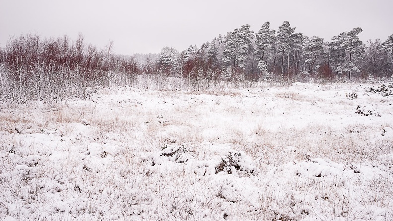 Heathland Snow Scene - pk110049