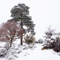Heathland Snow Scene - pk110057
