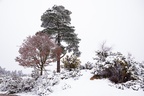 Heathland Snow Scene - pk110057