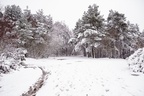 Woodland Snow Scene - pk110061