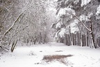 Woodland Snow Scene - pk110062
