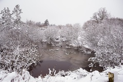 Heathland snow Scene - pk110066