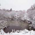 Heathland snow Scene - pk110066