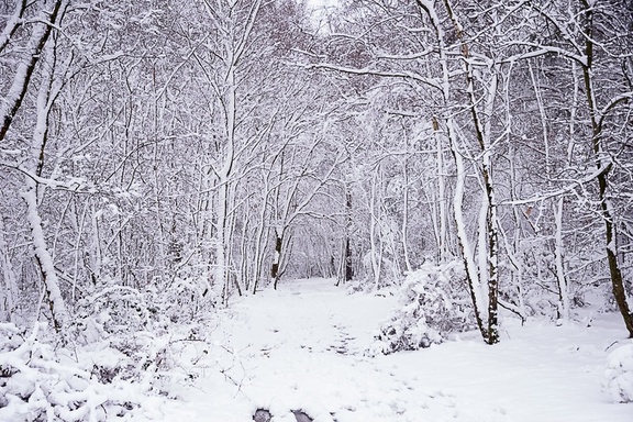 Woodland Snow Scene - pk110070