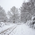 Woodland Snow Scene - pk110073