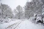 Woodland Snow Scene - pk110073