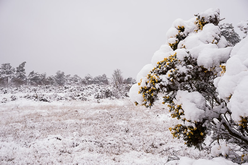 Snow Covered Heathland Landscape - pk110050