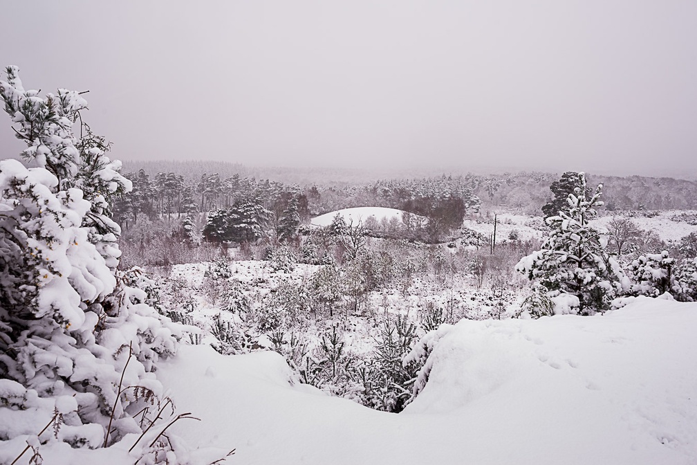 Snow Covered Heathland Landscape - pk110002