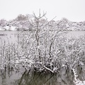 Heathland Lake Snow Scene - pk110048