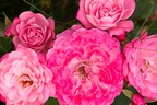 Pink Rose Flowers - 40d05330