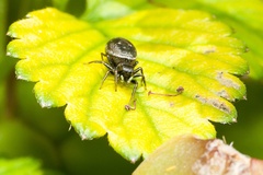 Jumping Spider - 40d05101