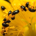Tiny Pollen Beetles - 40d05474